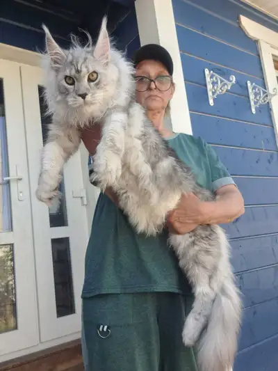 CAESAR- LARGE and AMAZING MAINE COON male (WCF), View more