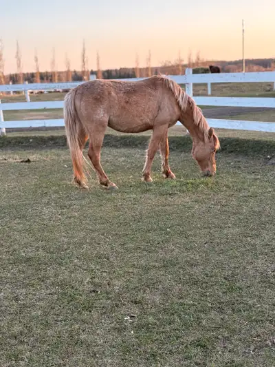 Horse for sale, View more