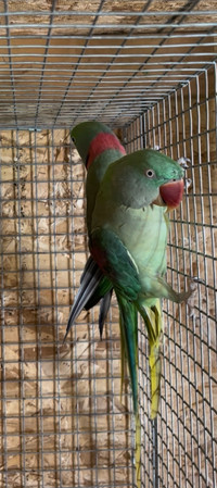  2 Alexandrine  proven Pairs for sale 