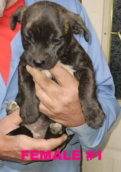 2 Shih Tzu cross puppies, View more