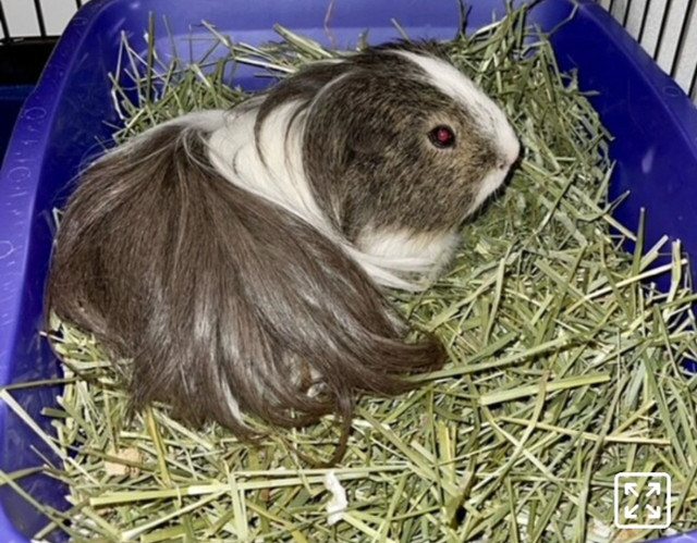 YOUNG MALE GUINEA PIG  in Small Animals for Rehoming in Delta/Surrey/Langley
