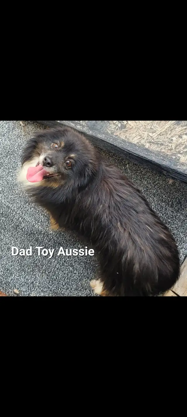 Toy/Mini Australian Shepard puppies in Dogs & Puppies for Rehoming in Edmonton - Image 10