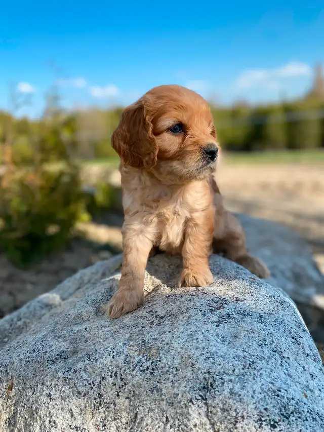 Male Cavapoo is the breed in Dogs & Puppies for Rehoming in Oakville / Halton Region - Image 3