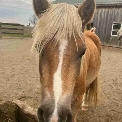Registered Haflinger mare for sale, View more