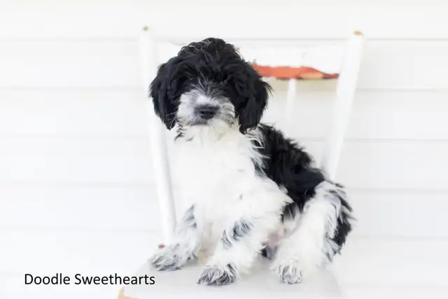 Labradoodle Puppies, Medium Size in Dogs & Puppies for Rehoming in Kitchener / Waterloo - Image 9