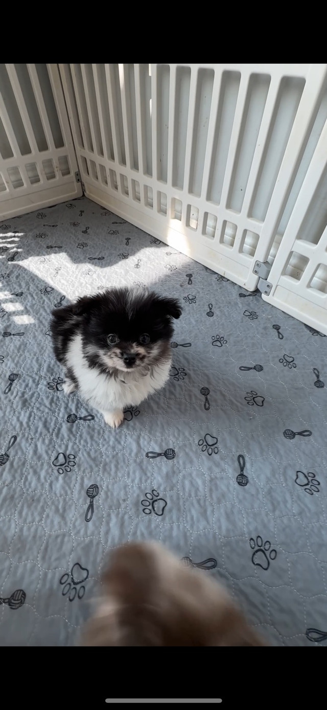 Merle Pomeranians in Dogs & Puppies for Rehoming in Markham / York Region