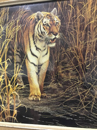 Tiger At Dawn by Robert Bateman-framed Print