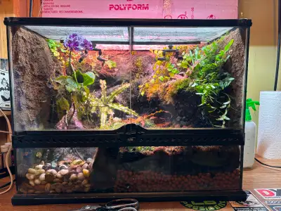 Terrarium bioactif complet + 3 Dendrobates leucomelas, View more