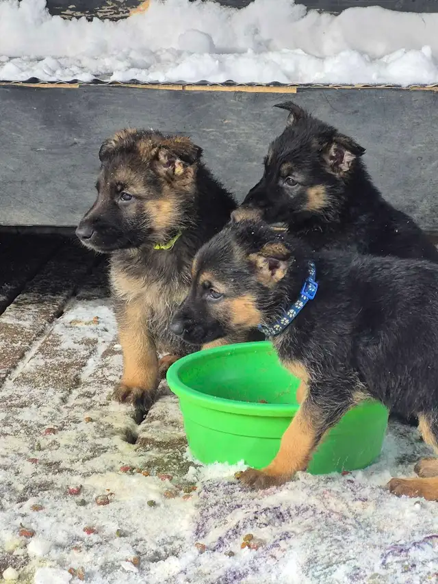 Puppies german shepherd/ Chiots berger allemand in Dogs & Puppies for Rehoming in Moncton - Image 11