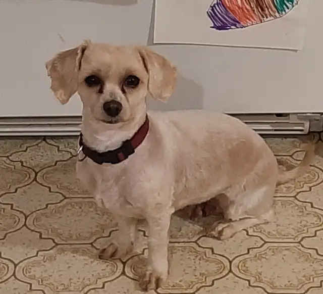 Shi-poo for rehoming, located on the Bruce Penninsula in Dogs & Puppies for Rehoming in Owen Sound - Image 2