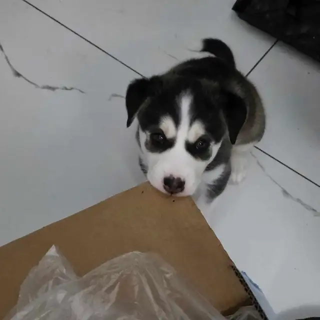 Husky Bernese/Shepherd Puppies in Dogs & Puppies for Rehoming in City of Toronto - Image 3