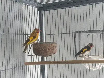 Pair syrian goldfinch classic male and yellow female ( rare mutation) Healthy… rings 2024