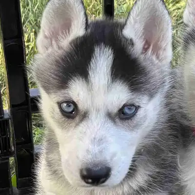 Siberian Husky 8weeks Old, View more