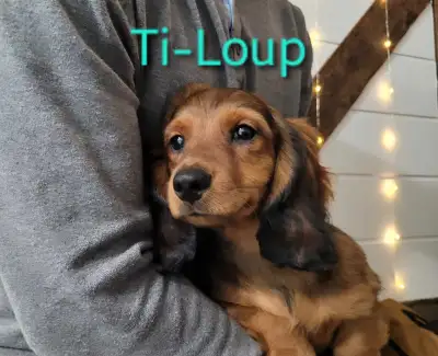 Il me reste seulement 3 chiots teckels à poil long à vendre faite vite, il me reste 2 femelles et 1...
