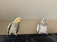 Cockatiels 