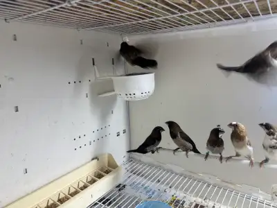 society finches for sale , View more