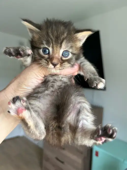 Bonjour, nous avons une femelle tabby qui cherche sa famille pour la vie. Ielle est super colleuse e...