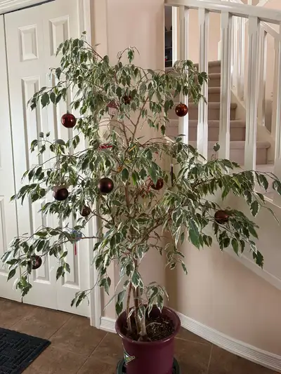 Indoor plant, View more