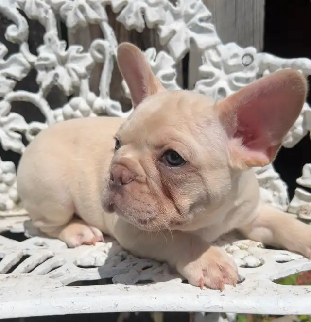 French Bulldog puppies 2 year Health Guarantee in Dogs & Puppies for Rehoming in City of Toronto - Image 7