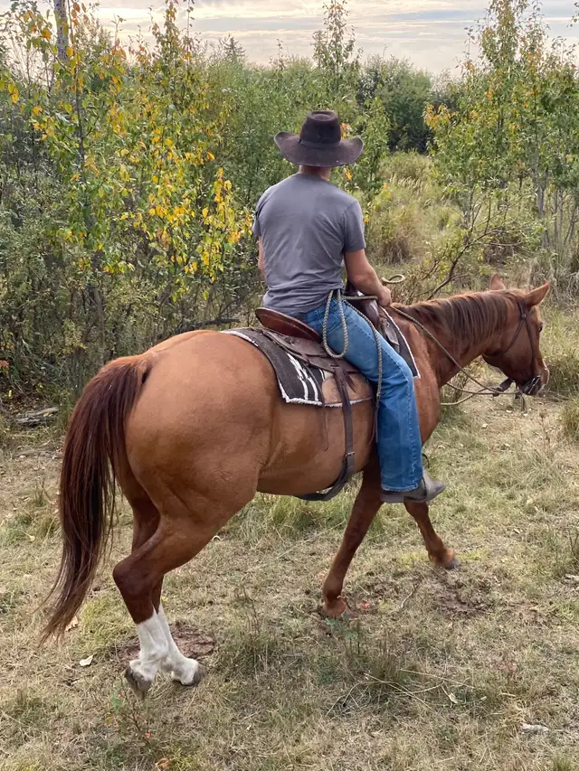 Quarter Horse  in Horses & Ponies for Rehoming in Grande Prairie - Image 8
