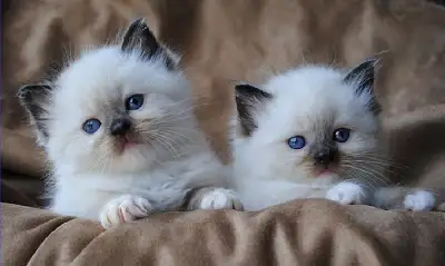 GORGEOUS BABY RAGDOLLS ! BI-COLOR RAGDOLLS AVAILABLE!, View more