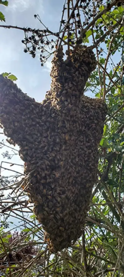honey bee rescue swarm removal, View more