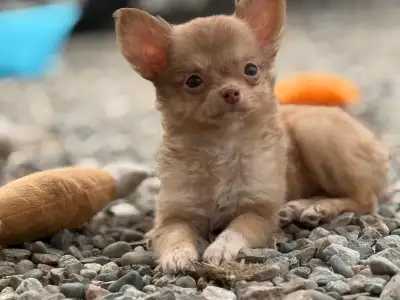teeny Chihuahua boy ❤️, View more
