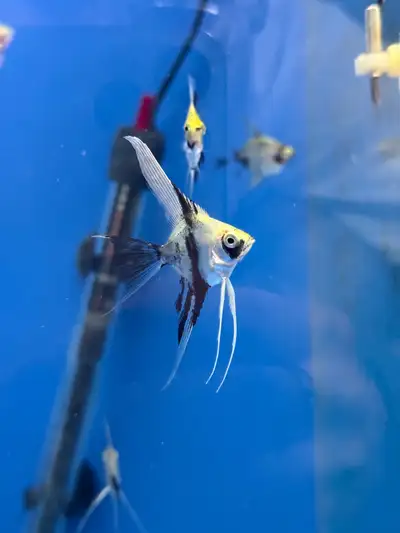 Longfin Angelfish (Koi x Red Devil) Juveniles , View more