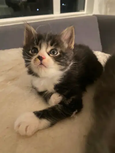 I have 8 beautiful kittens ready to find their forever home. Litter trained and used to being around...