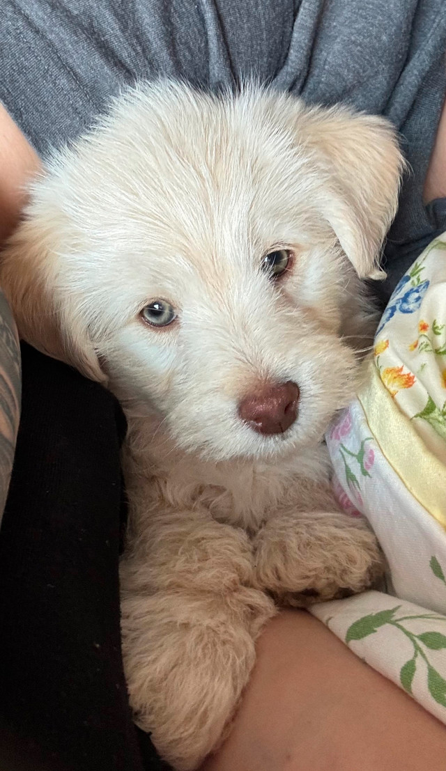 Pomsky Poodle in Dogs & Puppies for Rehoming in North Bay