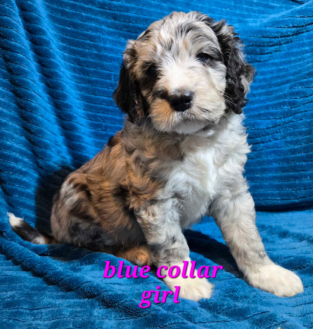 Bernedoodle Pups! in Dogs & Puppies for Rehoming in London