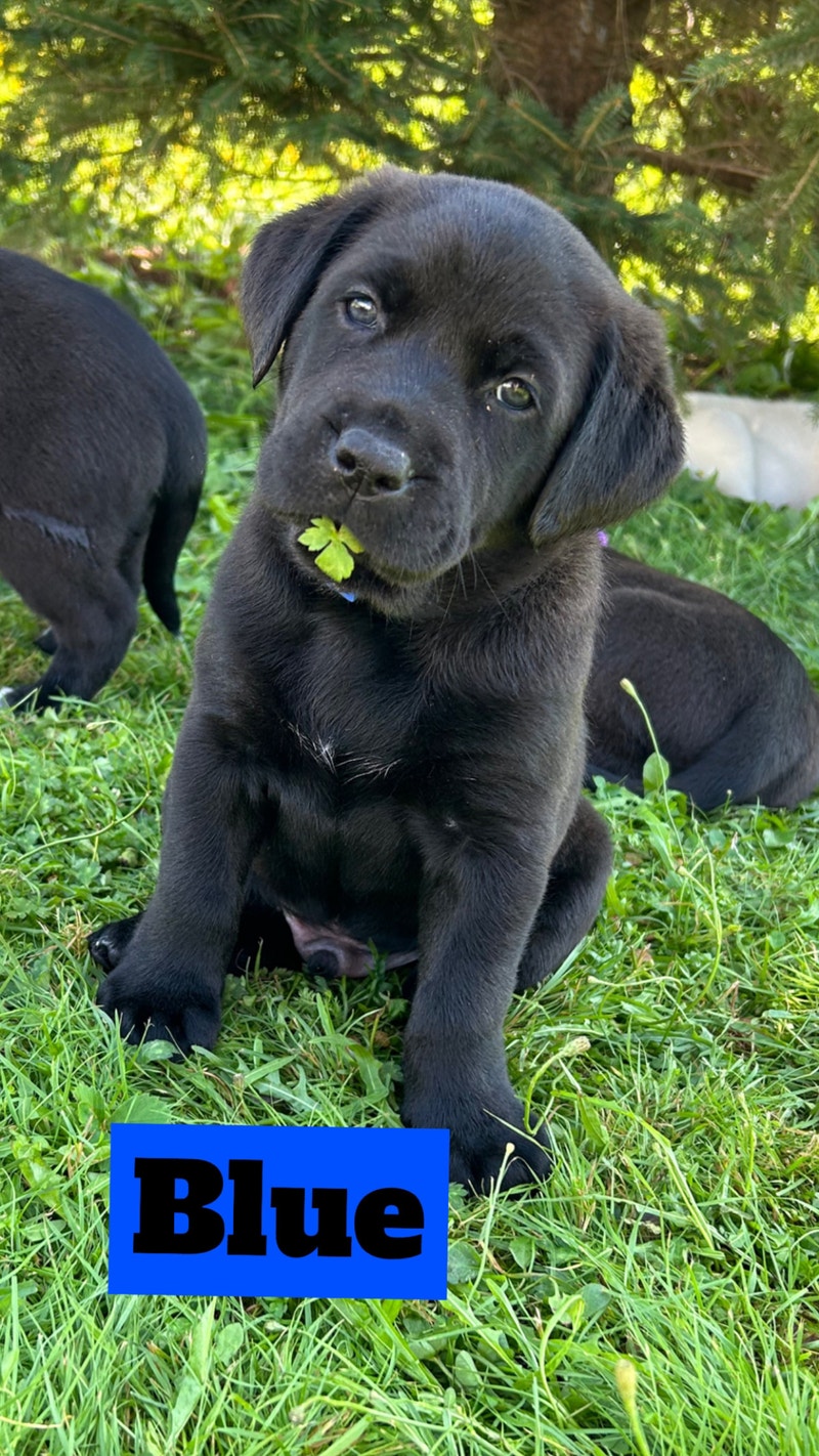 Lab mix puppies ready to go Dogs & Puppies for Rehoming