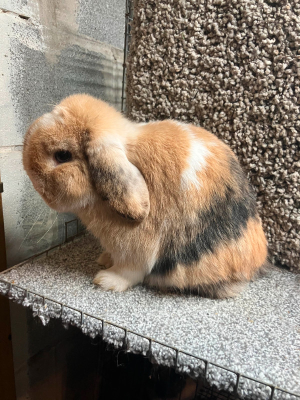 EXTRAORDINARY VIENNA-MARKED HARLEQUIN HOLLAND LOP MALE BUNNY in Small Animals for Rehoming in City of Toronto - Image 4