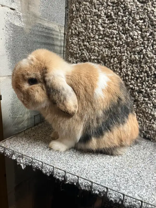 EXTRAORDINARY VIENNA-MARKED HARLEQUIN HOLLAND LOP MALE BUNNY in Small Animals for Rehoming in City of Toronto - Image 5