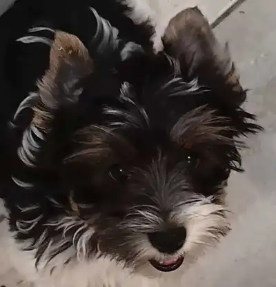 Biewer Yorkshire Terrier, View more