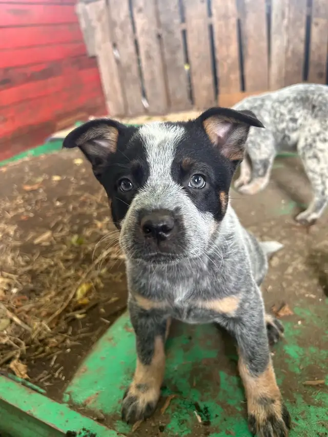 chiot bouvier australien in Dogs & Puppies for Rehoming in West Island - Image 2