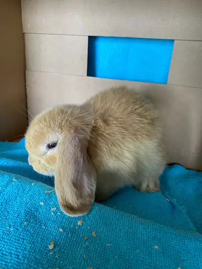  bébé lapin, bélier, hollandais, Mâle, View more