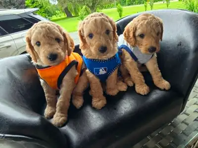 Our adorable Golden Puppy Love Double Doodle puppies have arrived and they are already stealing hear...