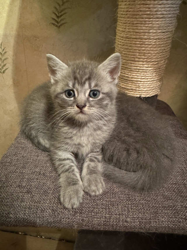 British shorthair X Ragdoll kittens in Cats & Kittens for Rehoming in Mission - Image 4