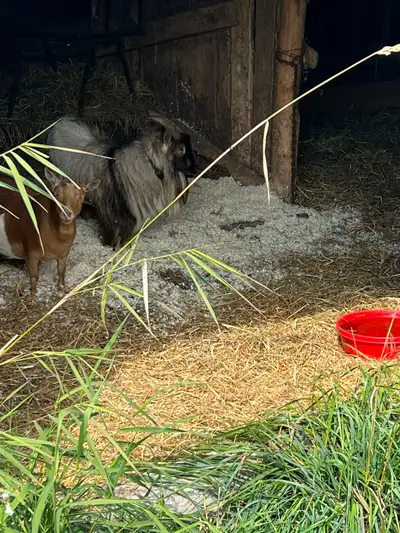 looking for unwanted goats or sheep for pets , View more
