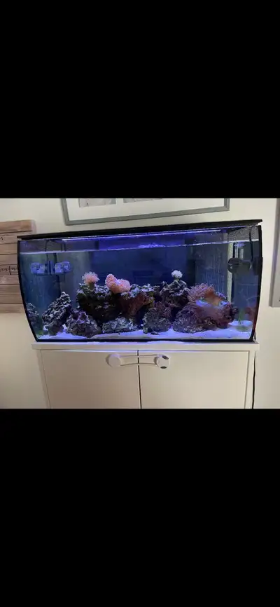 MOVING SALE - Complete 32.5 US Gal Aquarium Setup !, View more