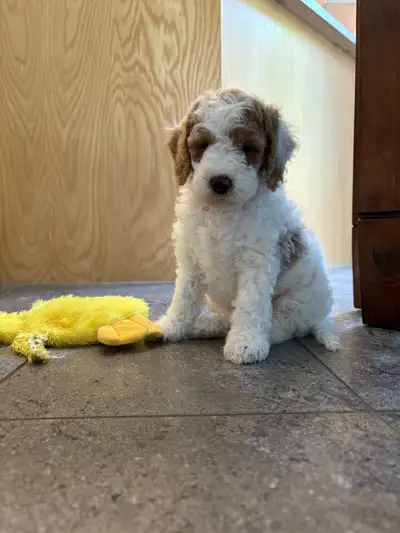 Caniche moyen (petit standard/royal) Poodle, View more
