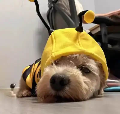 FREE DELIVERY if buying two items from my list ! Great for dog or Cat ! Everything is Size Small in...