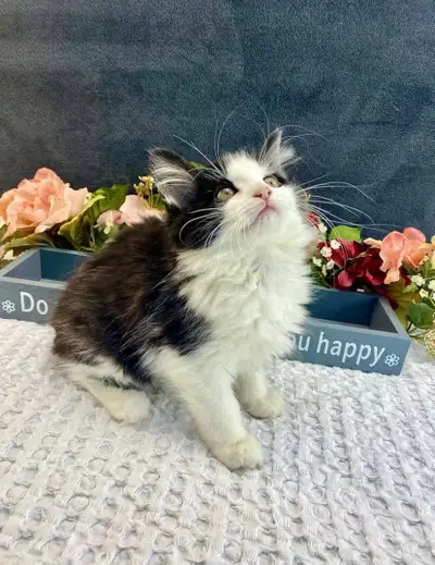 Happy Maine Coon Kitten, View more