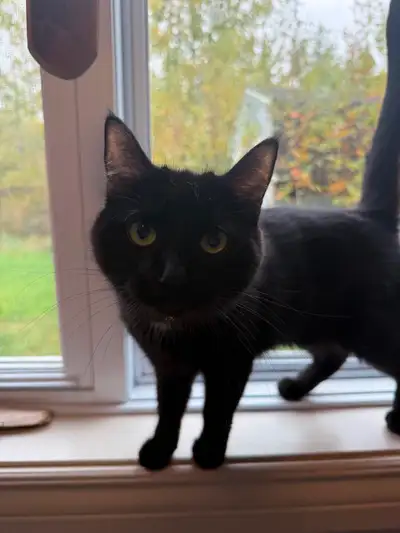 39 ads for cat in Pets in Moncton | Kijiji Marketplaces