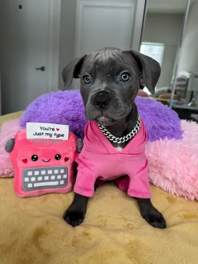 Cane Corso Puppies (Blue/Brindle/Chestnut/Tri with Light Eyes), View more