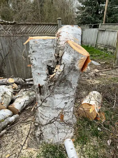 Tree Removal, View more