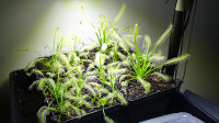 Albino Cape Sundews (Drosera capensis "alba"). 3 sizes!