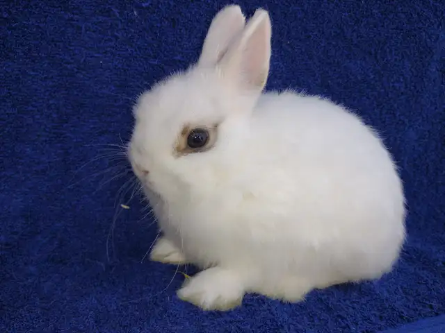 EXTRAORDINAIRE bébé lapin nain néerlandais* Netherland Dwarf in Small Animals for Rehoming in City of Montréal - Image 4