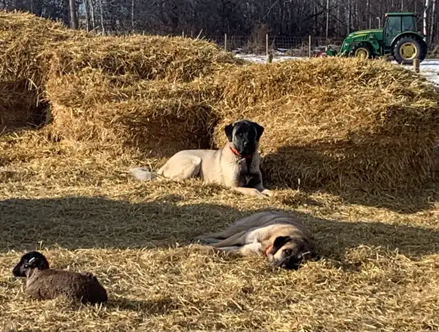 Anatolian Shepherd’s in Dogs & Puppies for Rehoming in Strathcona County - Image 8